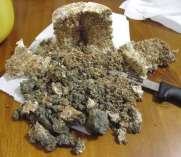 cake contaminated with green mold